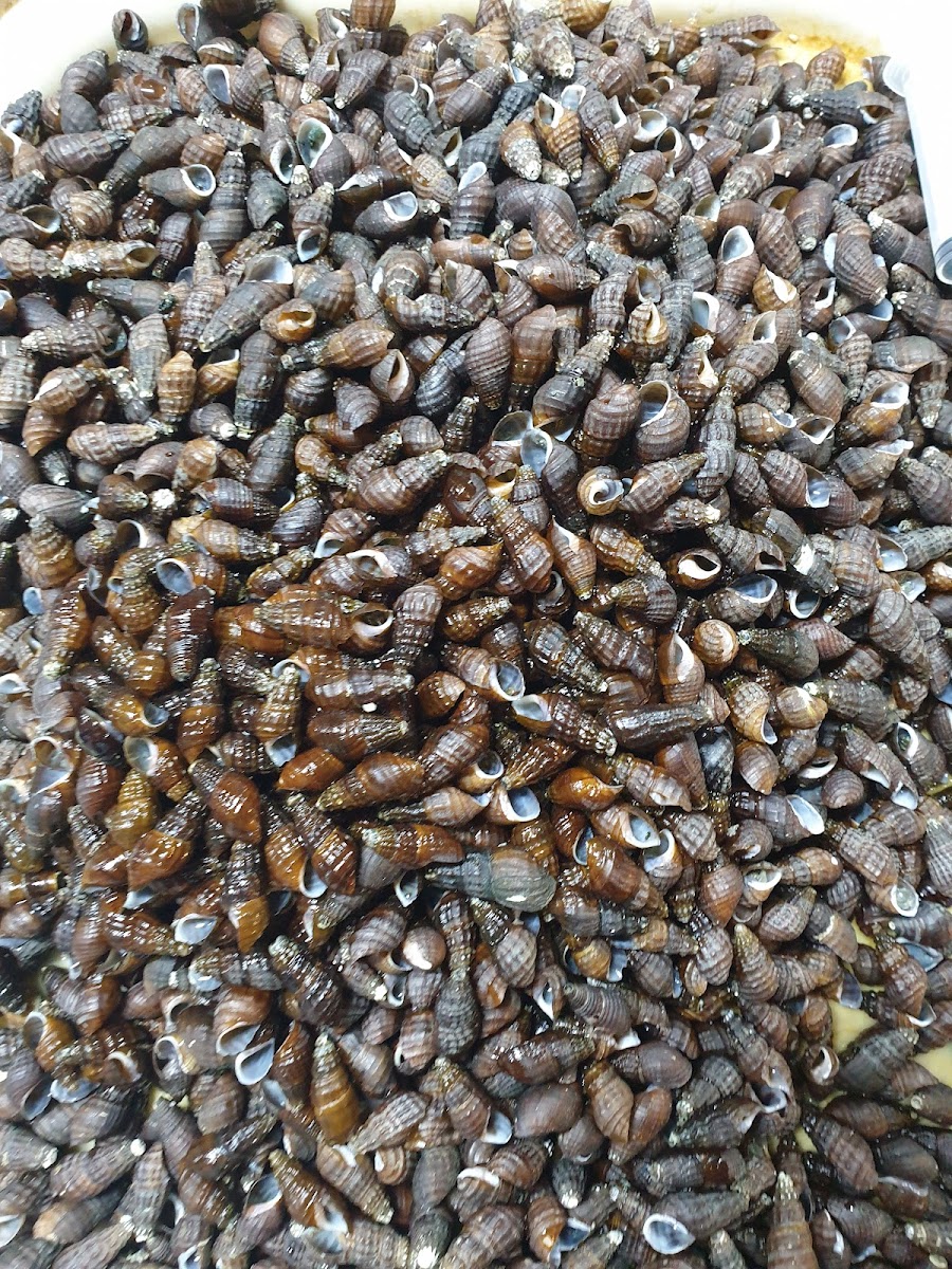 Donghae Restaurant-6